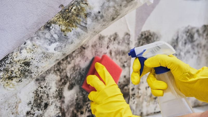 Mold Control in Mckinney, TX
